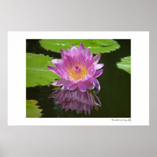 バラ反射 ポスター