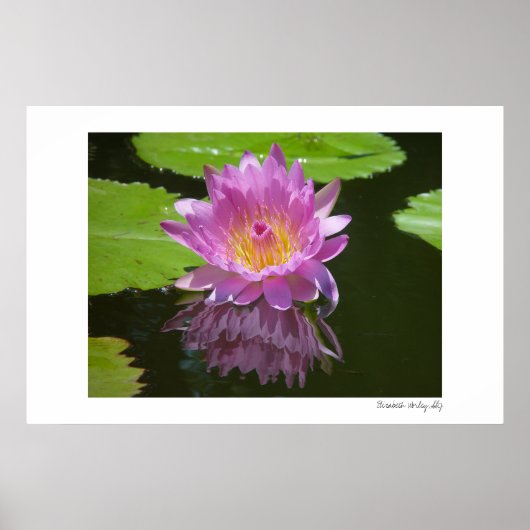 バラ反射 ポスター (正面)