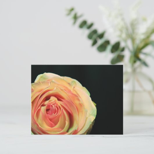 バラ反射 ポストカード (スタンド正面)