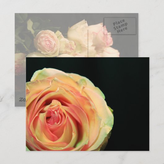 バラ反射 ポストカード (正面/裏面)