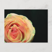 バラ反射 ポストカード (正面)