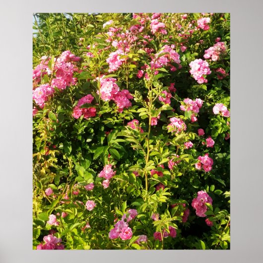 バラ園の花盛り ポスター (正面)