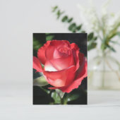 バラ完成 ポストカード (スタンド正面)