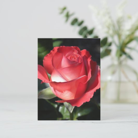 バラ完成 ポストカード (スタンド正面)