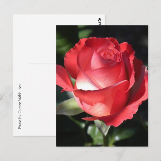 バラ完成 ポストカード (正面/裏面)
