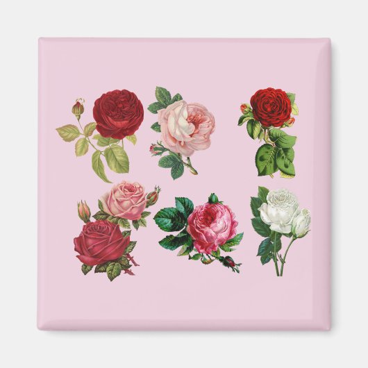 バラ宝磁石 マグネット (正面)