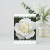 バラ意味はがき ポストカード (スタンド正面)