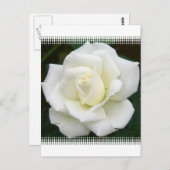 バラ意味はがき ポストカード (正面/裏面)