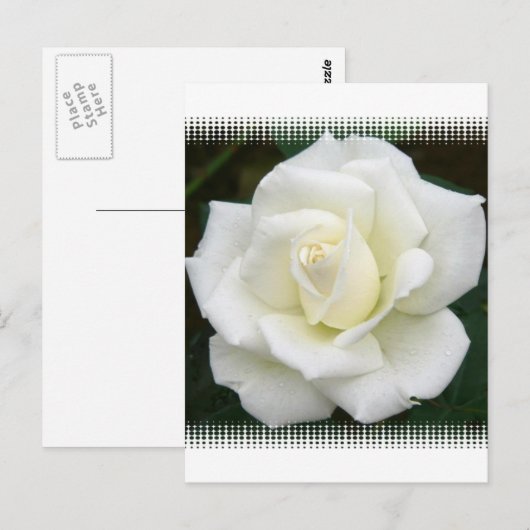 バラ意味はがき ポストカード (正面/裏面)