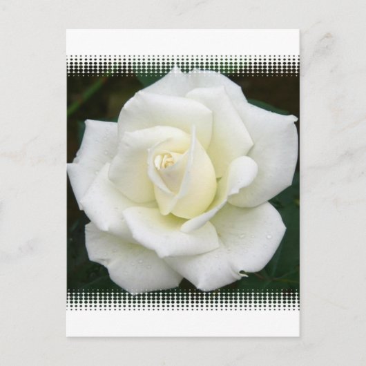 バラ意味はがき ポストカード (正面)