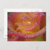 バラ水 ポストカード (正面/裏面)