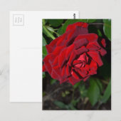 バラ深い赤 ポストカード (正面/裏面)