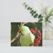 バラ状白斑 ポストカード (スタンド正面)