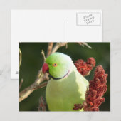 バラ状白斑 ポストカード (正面/裏面)