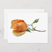 バラ独身の切断 シーズンポストカード (正面/裏面)