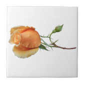 バラ独身の切断 タイル (正面)