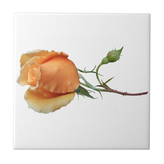 バラ独身の切断 タイル (正面)