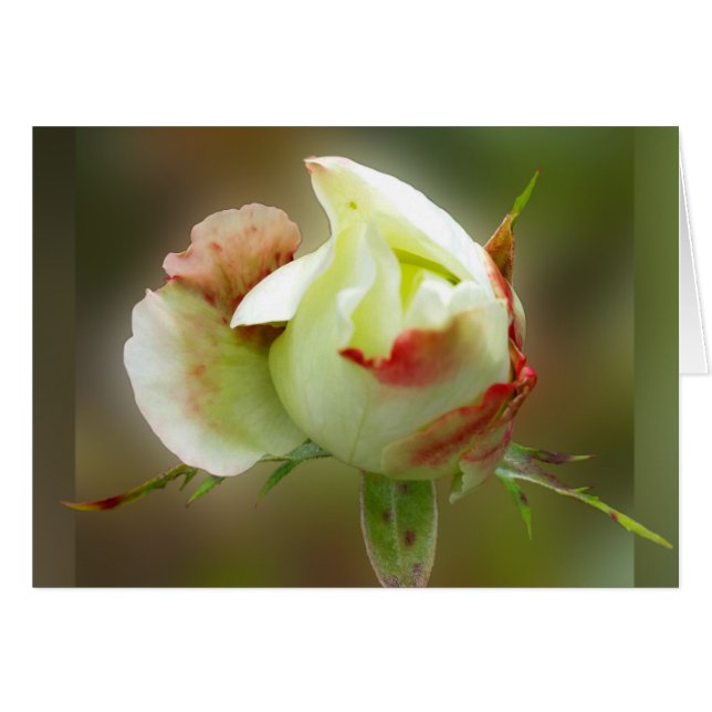 バラ白熱［赤熱］光を放つ芽 (正面横)