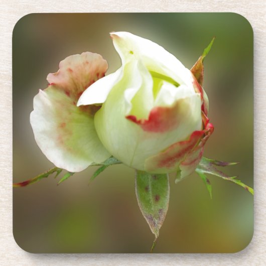 バラ白熱［赤熱］光を放つ芽 コースター (正面)
