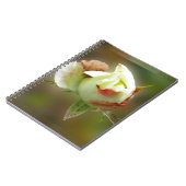 バラ白熱［赤熱］光を放つ芽 ノートブック (左側)