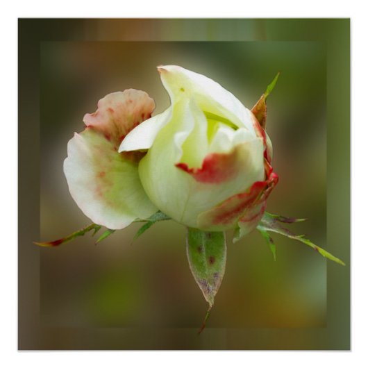 バラ白熱［赤熱］光を放つ芽 ポスター (正面)