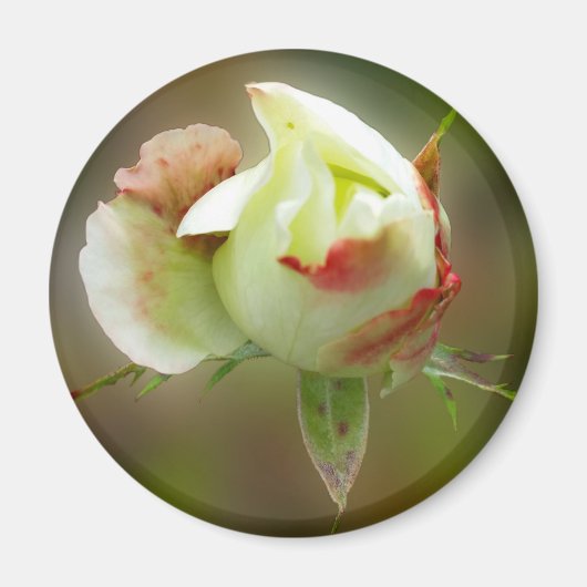 バラ白熱［赤熱］光を放つ芽 マグネット (正面)