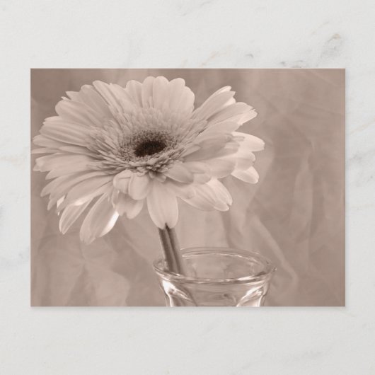 バラ着色デイジー ポストカード (正面)