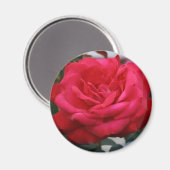 バラ磁石 マグネット (正面/裏面)