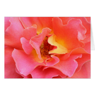 バラ空白のなカードのハート