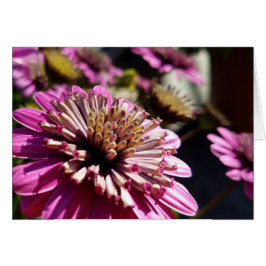 バラ紫アフリカデイジークローズアップ写真