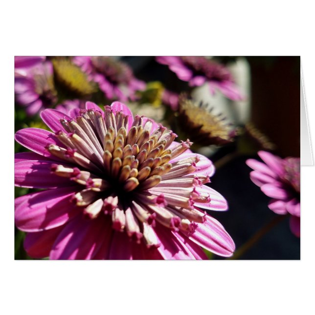 バラ紫アフリカデイジークローズアップ写真 (正面横)