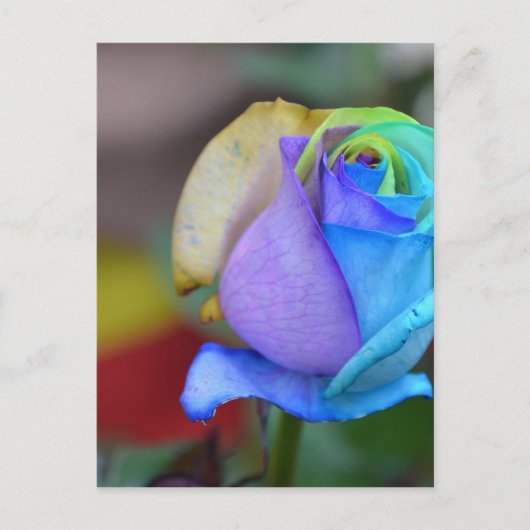 バラ自然ランドスケープおめでとうスマイル ポストカード (正面)