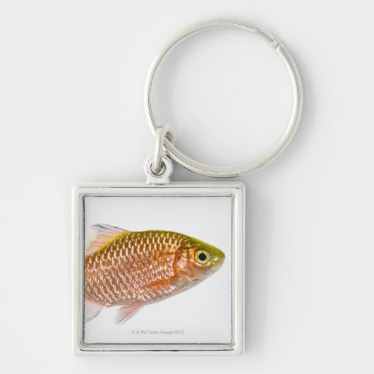バラ色のトゲの魚(Puntiusのconchonius) キーホルダー (正面)