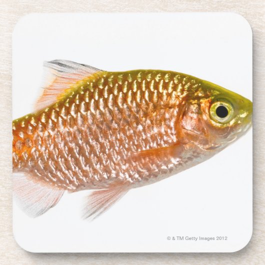 バラ色のトゲの魚(Puntiusのconchonius) コースター (正面)