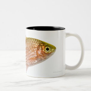 バラ色のトゲの魚(Puntiusのconchonius) ツートーンマグカップ