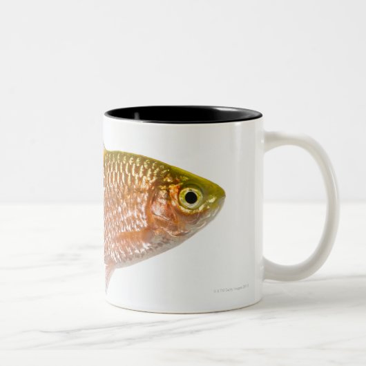 バラ色のトゲの魚(Puntiusのconchonius) ツートーンマグカップ (右)