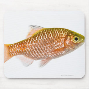 バラ色のトゲの魚(Puntiusのconchonius) マウスパッド