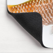 バラ色のバーブ魚（プンティウス・コンチョニウス） マウスパッド (コーナー)