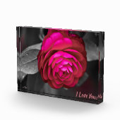 バラ色の椿がお前を愛してる！ フォトブロック (右)