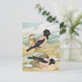 バラ色Starlingのヴィンテージの鳥のイラストレーション ポストカード (スタンド正面)