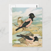 バラ色Starlingのヴィンテージの鳥のイラストレーション ポストカード (正面/裏面)