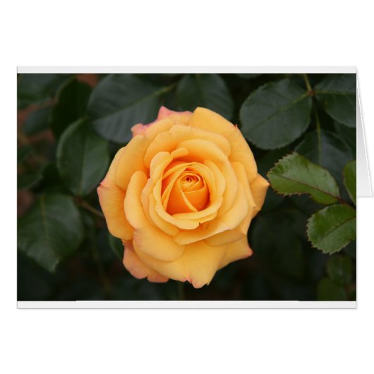 バラ花の花愛妻の恋人カップル (正面横)