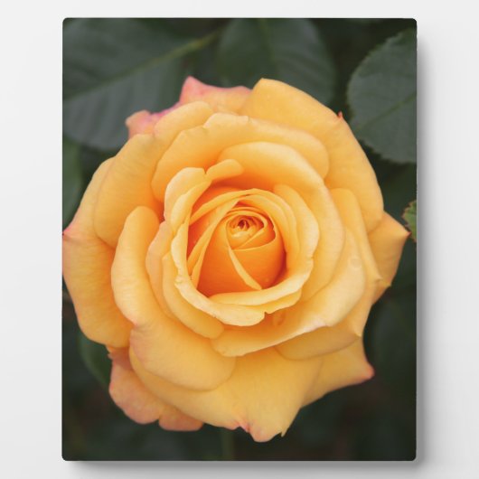 バラ花の花愛妻の恋人カップル フォトプラーク (正面)