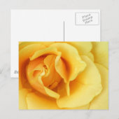 バラ花はがき（黄色） ポストカード (正面/裏面)