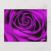 バラ花びら2 ポストカード (裏面)