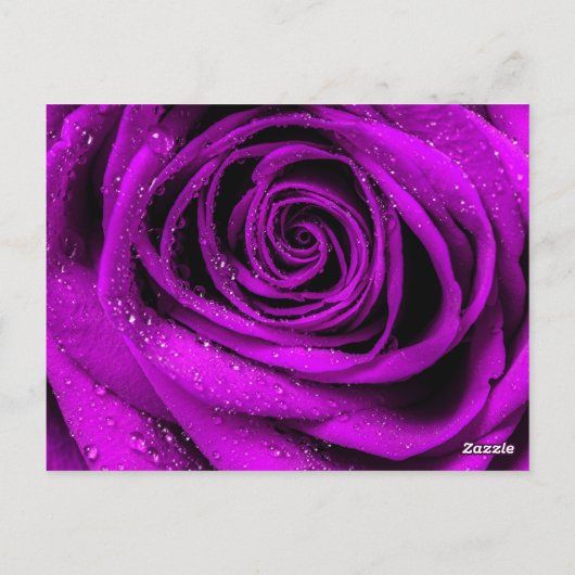 バラ花びら2 ポストカード (裏面)