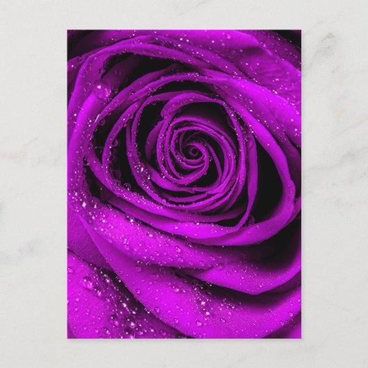 バラ花びら2 ポストカード (正面)