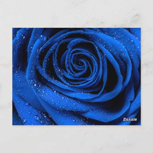 バラ花びら3 ポストカード (裏面)