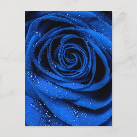 バラ花びら3 ポストカード (正面)