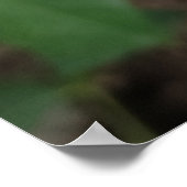 バラ花ポスター ポスター (角)